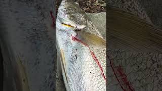 97cm Mulloway fishing fish mulloway [upl. by Fauver]