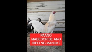 Sabong Pointing PAANO MADESCRIBE YUNG HIPO NG MANOK [upl. by Annairam]