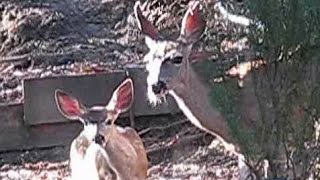 Doe and Fawn Eat Apples in the Garden  Crows Visit [upl. by Ymaj416]