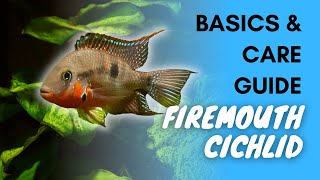 Firemouth Cichlid Basics And Care Guide [upl. by Nosna]