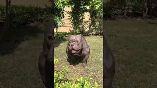 American bully 😈🔥factsinhindi americanbully pitbullfacts pitbull shortsviral viralvideo [upl. by Raskind]