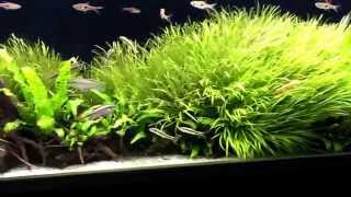 Aquatlantis Aquaplasma 130 aquascape [upl. by Icnan]