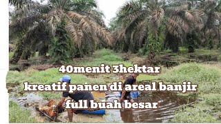 full buah sawit besar di areal banjir kreatif pemanen di areal banjir [upl. by Lyris]