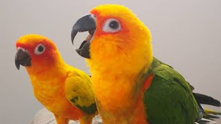 Sun Conure Sounds  Sun Conure Talking And Dancing [upl. by Ojillib]