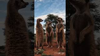 Meerkats of the Kalahari funny curious animals meerkats tswalu kalahari [upl. by Cassady]