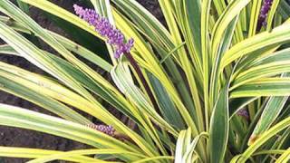 Dressing Up Your Garden with Liriope [upl. by Twum]