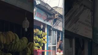 Đại thánh cứ chôm chuối kiểu này chắc sạt nghiệp sớm  Monkey steals bananas animals [upl. by Losyram]