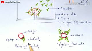 Immunohistochemistry  Principle  Procedure  Notes  By phanindra gupta  Bio science [upl. by John55]