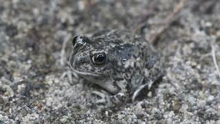 Great Basin Spadefoot Toads at Cheney [upl. by Arrehs]