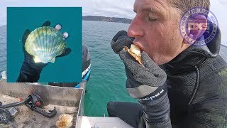 First day of Scallop Season in NZ  Catch amp Cook [upl. by Roban624]