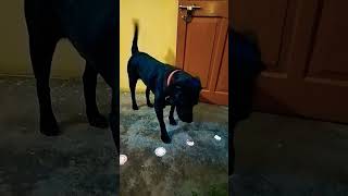 Mera doggy Bhola Bhala hai 🥺🥺 doglover youtubeshorts [upl. by Entruoc]