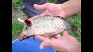 Pigfish on China [upl. by Nwahsirhc53]