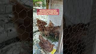 Double coat feather chicks at lunch timebirds chicken [upl. by Ahnavas]