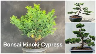 Bonsai Hinoki cypress design Chamaecyparis Obtusa Transformation to a Bonsaitree [upl. by Lecirg]