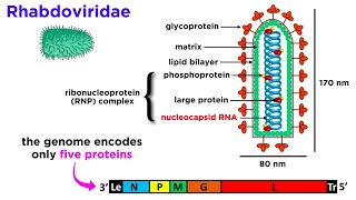 Rabies Genus Lyssavirus [upl. by Ritter]