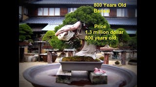 The Most Beautiful And Unique Top 45 Bonsai Trees Most Expensive Bonsai Trees In The World [upl. by Naujet]