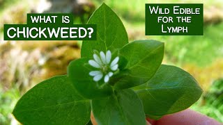 What is Chickweed A Wild Edible Green for the Lymph and More [upl. by Bullen889]