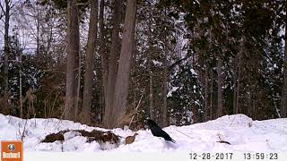 Hen Pheasant Vs Raven 2017 [upl. by Noevart]