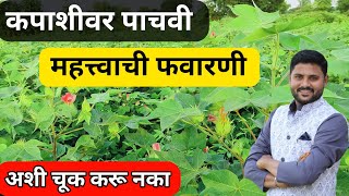 कापुस पाचवी महत्वाची फवारणी  kapus pachvi favarni  cotton spray  rahulshindekrushi [upl. by Nalod]