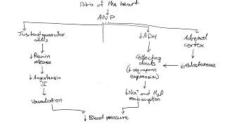 The Atrial Natriuretic Peptide Cascade [upl. by Auoy]