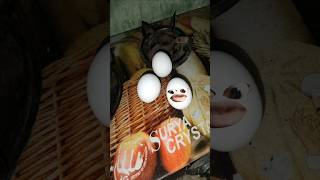 EGG funny COMEDY funnyanimal shortvideo trend trending shortsviral shorts short [upl. by Willdon]