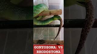 PERT4RUNG4N GONYOSOMA VS RHODOSTOMA [upl. by Aldarcy721]