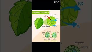 Opening and closing of stomata nature Learn with saba biology botany [upl. by Healy467]