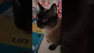 el patrón trabaja mucho2936mexico tiktok cat argentina inglaterra argentina 🥰🥰🥰🥰🥰 [upl. by Dorrie878]