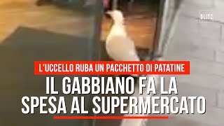 Il gabbiano ruba le patatine al supermercato [upl. by Yeliab]