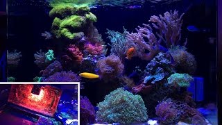 Algae Scrubber  ULR Phosphorus Hanna Checker Test Results are in  Reef update [upl. by Anaicul835]