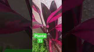 Planta Ti “ Cordyline fruticosa “ [upl. by Edison]