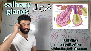 salivary glands 1 oral histology  عزت شومان [upl. by Aryek795]