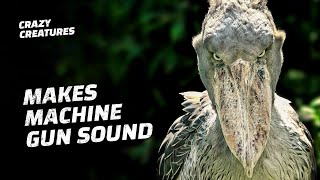 Shoebills Sound Like Machine Guns [upl. by Ozzie]