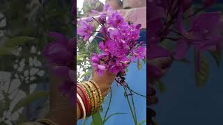 ClosespathoglottisPlicatapurple OrchidsGround YouTube [upl. by Steffi]