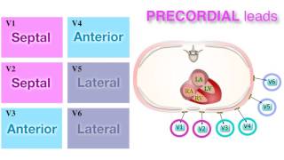 Ischemia 37  Localization on ECG [upl. by Ettennaej]