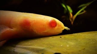 Senegal Bichir Fish Care amp Tank Set up Guide Polypterus [upl. by Seeto]