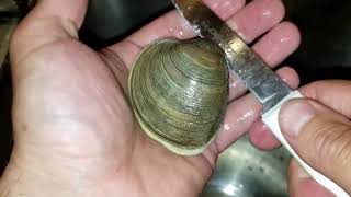 How to open a clam  how to shuck a quahog  raw seafood [upl. by Nawiat]