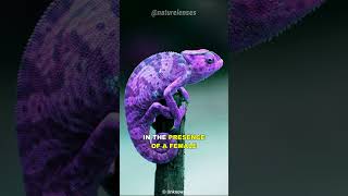 How Chameleon Changes Color [upl. by Anitsirt]