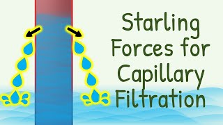 Fluid Filtration Across Capillaries  Starling Forces for Capillary Filtration  Microcirculation [upl. by Idurt334]