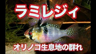 オリノコ 氾濫原 が 生息地 ラミレジィ の群泳 と 営巣 小型シクリッド  Mikrogeophagus ramirezi [upl. by Immak]