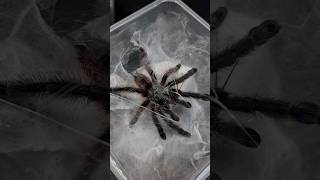 Dancing Caribena versicolor Tarantula spider antilles Martinique pinktoe tanzen shorts [upl. by Mahtal]