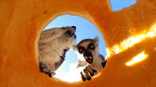 RingTailed Lemurs Playing With Pumpkins [upl. by Nesyrb]