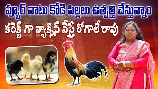 నాటు కోడి పిల్లల పెంపకం జాగ్రత్తలు  Natu Kodi Chicks Brooding amp Vaccination  AgriTech Telugu [upl. by Roskes]