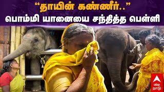 Bellie Visit Bommi Elephant  ”தாயின் கண்ணீர்”பொம்மி யானையை சந்தித்த பெள்ளி  Bomman  Mudhumalai [upl. by Legra50]