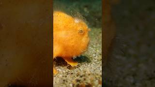 Hairy frogfish walking on a sea floor CritterHunter fish shorts ocean [upl. by Caneghem735]