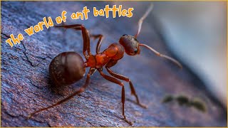 The Endless War Inside the World of Ant Battles [upl. by Yuri]