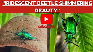 Watch this green iridescent beetle shimmer in the light—nature’s own jewel [upl. by Araem575]