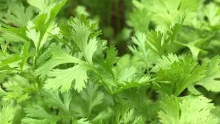 Cilantro  Coriandrum sativum Blog 27 LymeCompassnet [upl. by Immat]