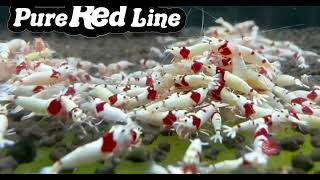 Pure Red Line PRL [upl. by Ledeen]