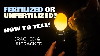 How to tell apart fertilized amp unfertilized chicken eggs with amp without cracking [upl. by Hannazus]